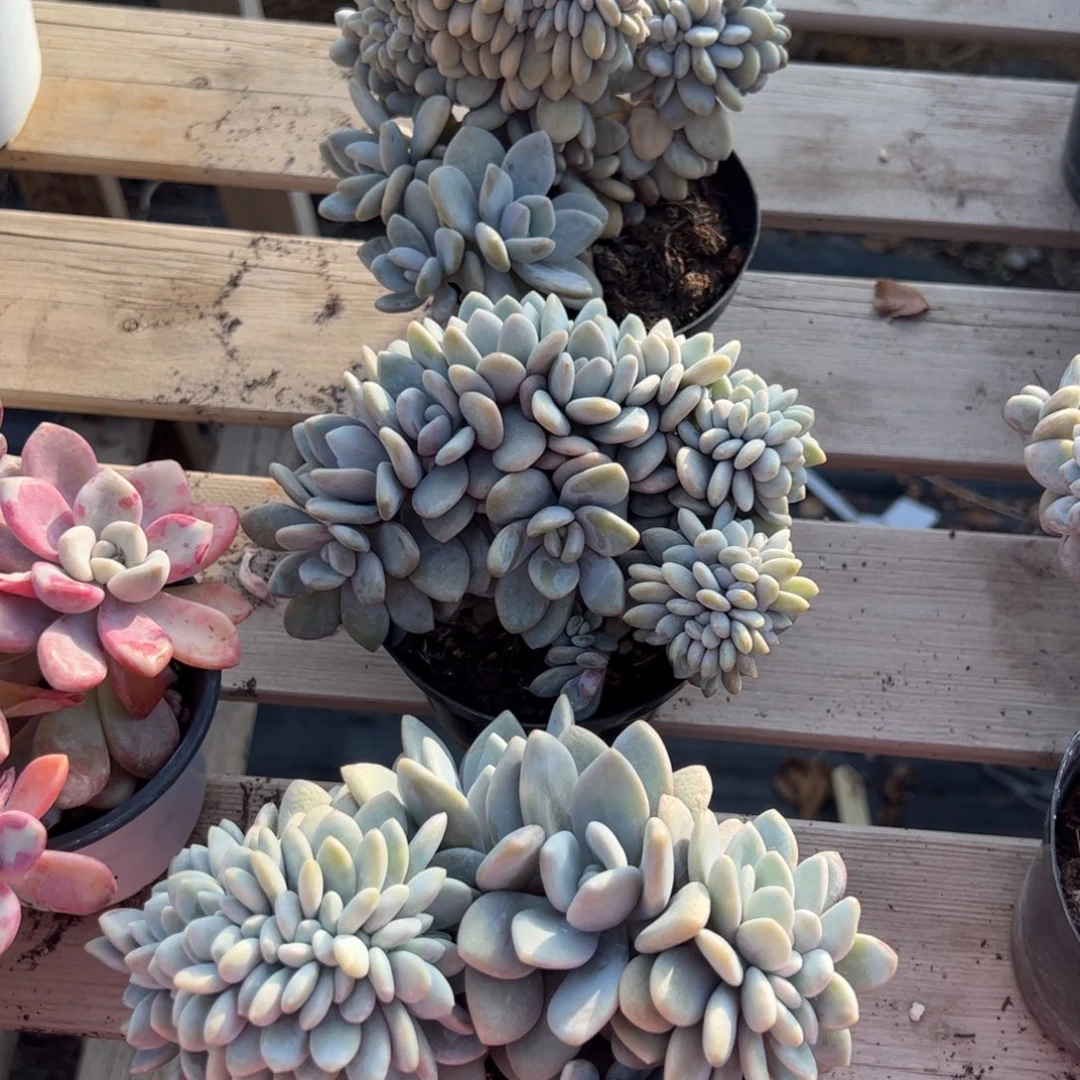 粉兔缀化多肉植物精品