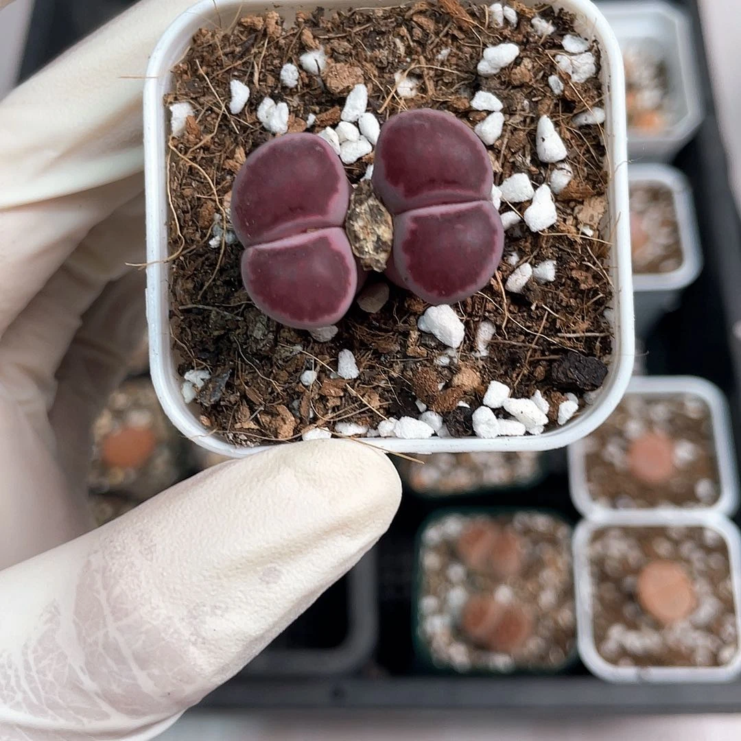 3314大棚清仓甩卖了