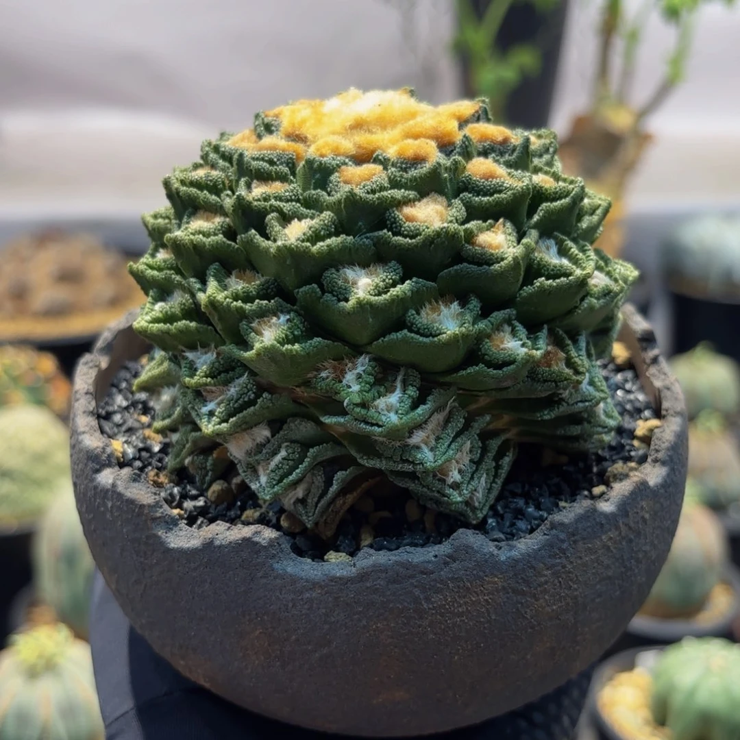 辛顿Wwwwwwwwwwwwwwww