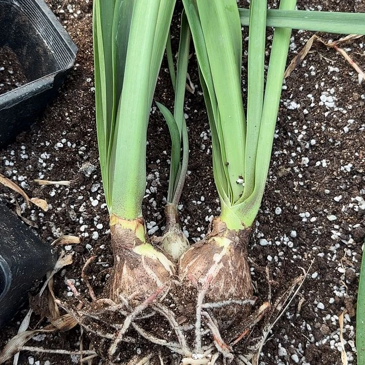 鑫***业安吉拉双胞胎有标4277