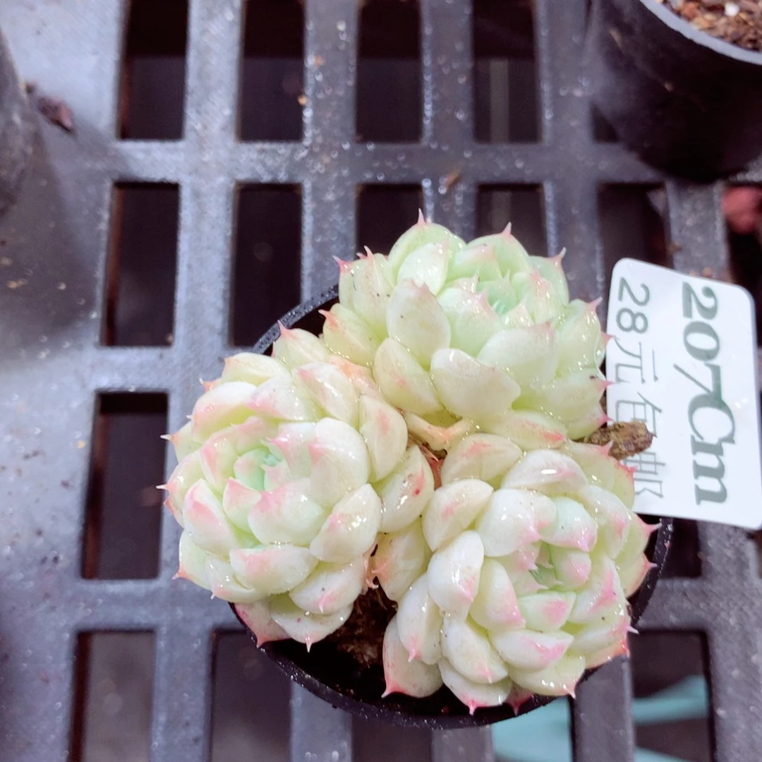 5厘米盆精控多肉207