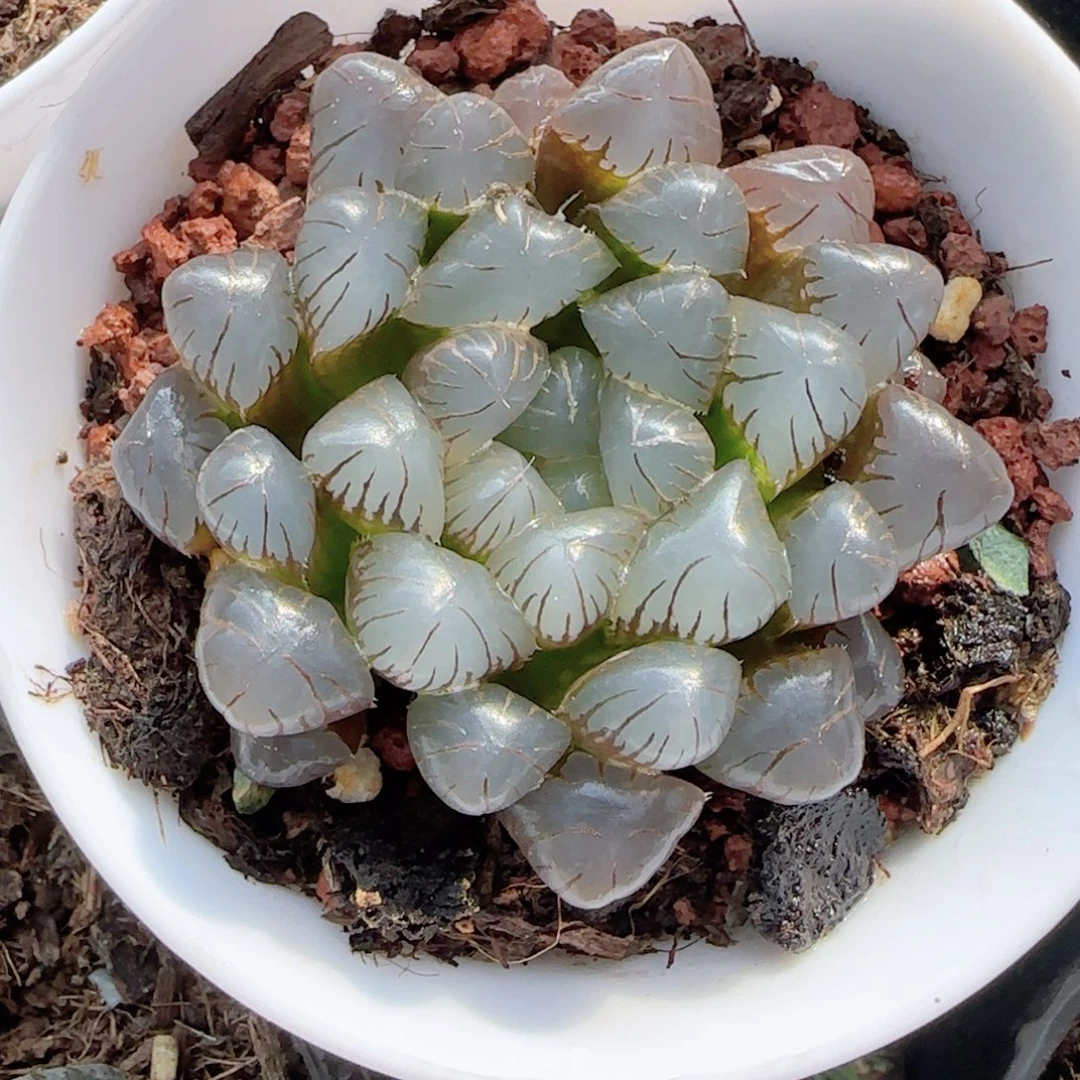 无花朵潘灯玉露单头