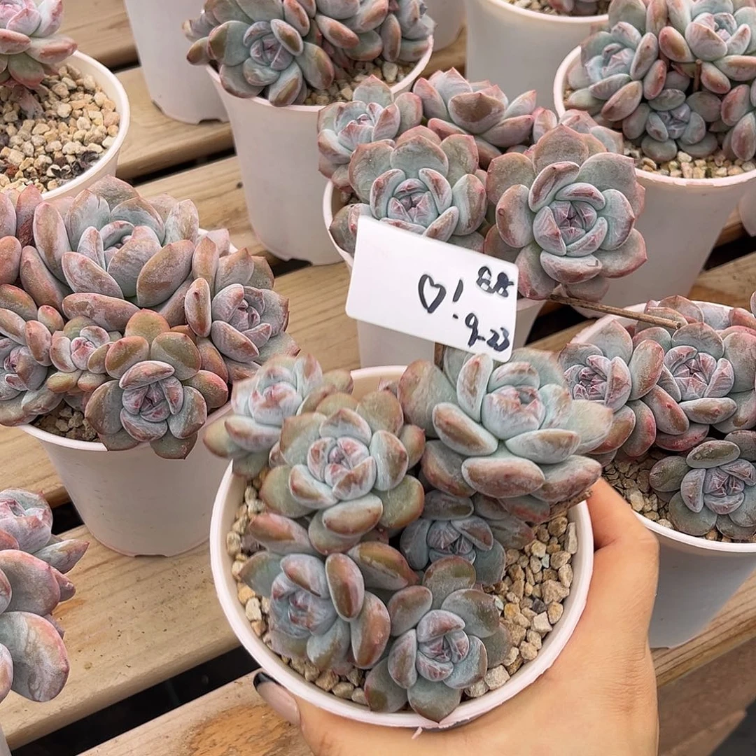 爱心桃石榴子多肉植物