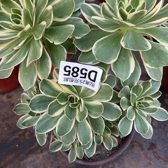 秀*多肉植物一个