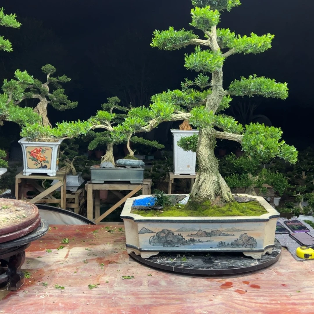 庆***年无花朵广东皱皮雀舌黄杨