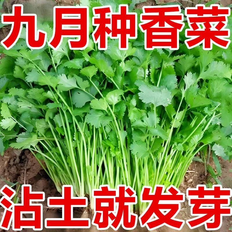 【四季大叶香菜种子】耐热四季速生菜心香菜种子三天出大叶花园