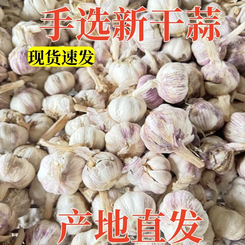 2025新干蒜北方农家自种紫白皮大个蒜头厨房炒菜必备批发价精选