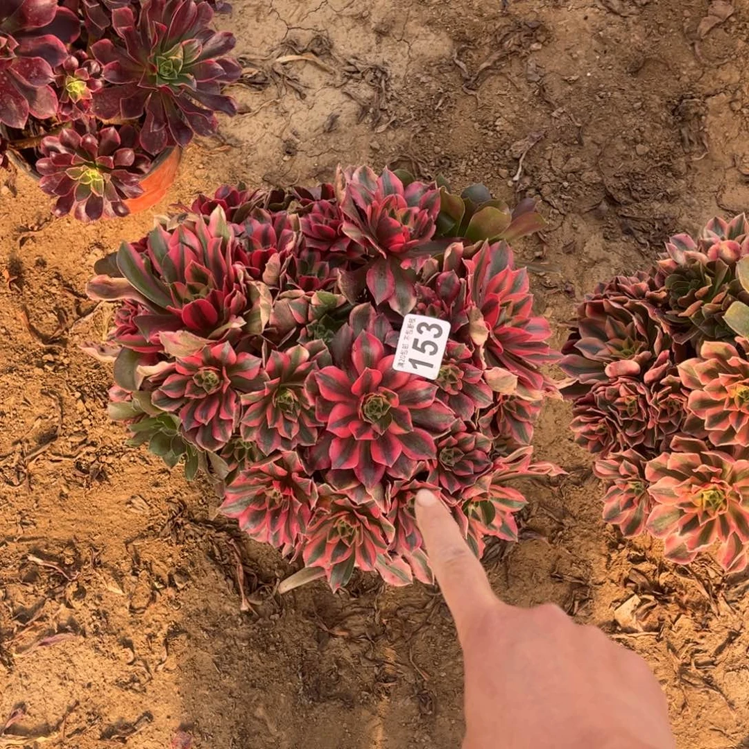 粉女妖153不包断枝