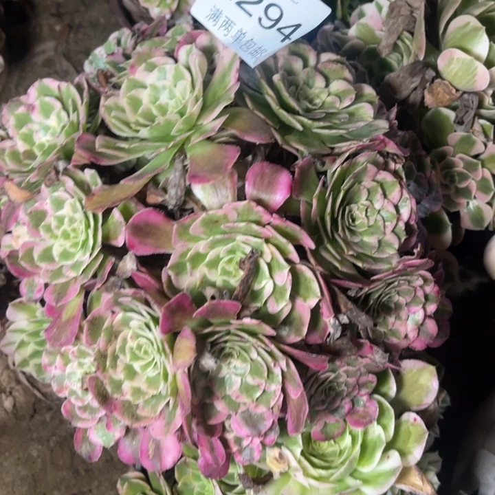 霁月的人多肉的人2294