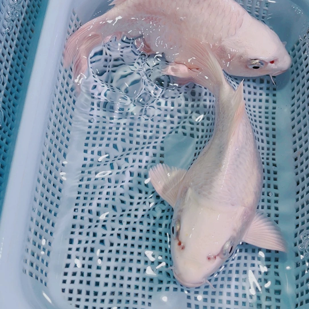 锦鲤锦鲤观赏鱼冷水