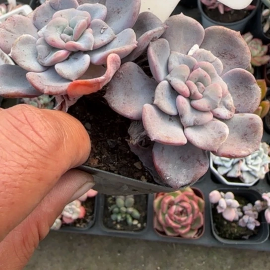 194心愿多肉植物多