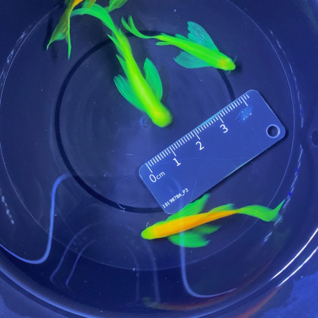 斑马鱼蝶翼斑马4条