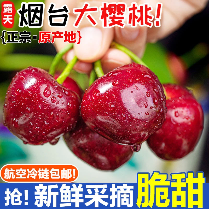【甜美早】露天烟台大樱桃脆甜车厘子新鲜现摘现发