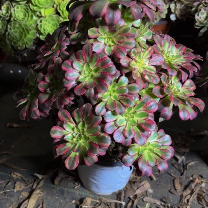 念***趣瑞妈多肉园艺810冰激凌