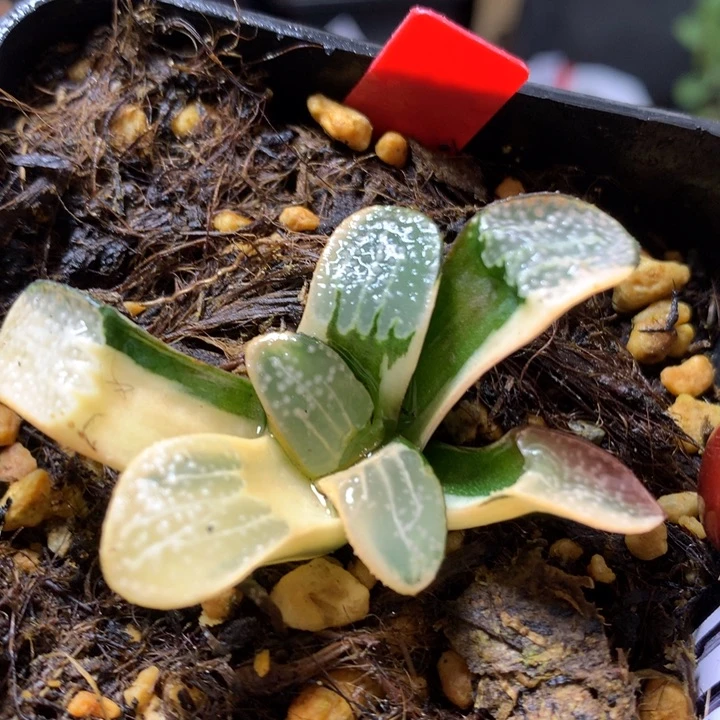 点点寿锦带盆土发货