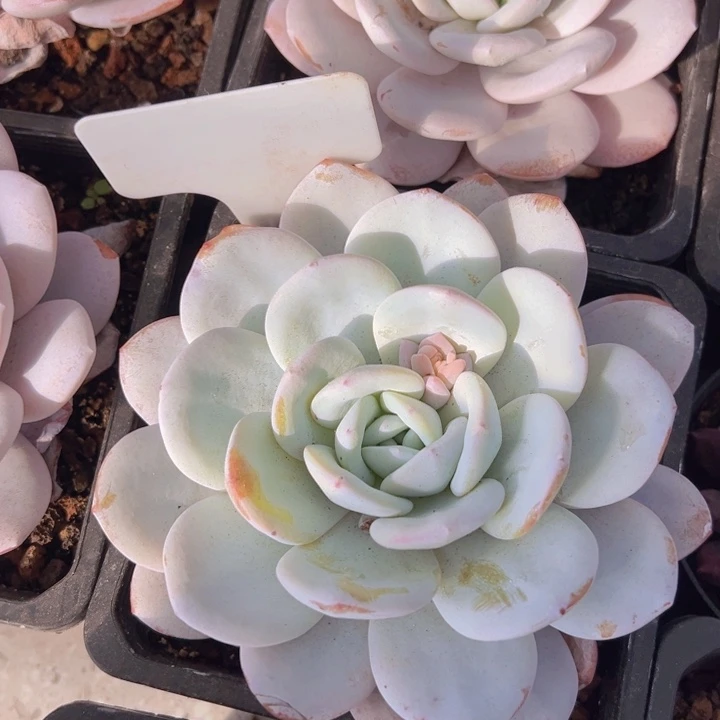 健健康康平平安安