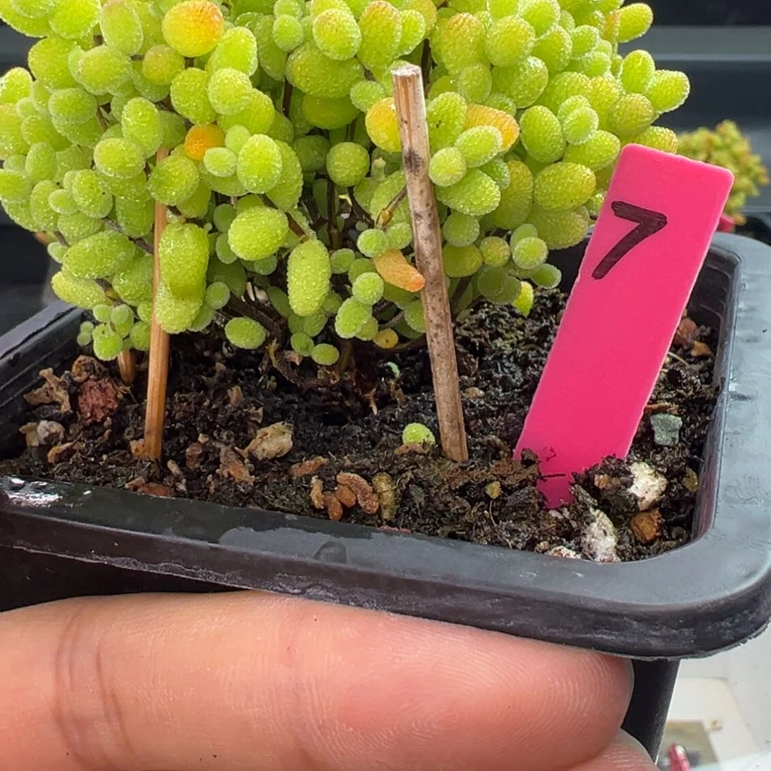 金桔糖球7号10cm盆