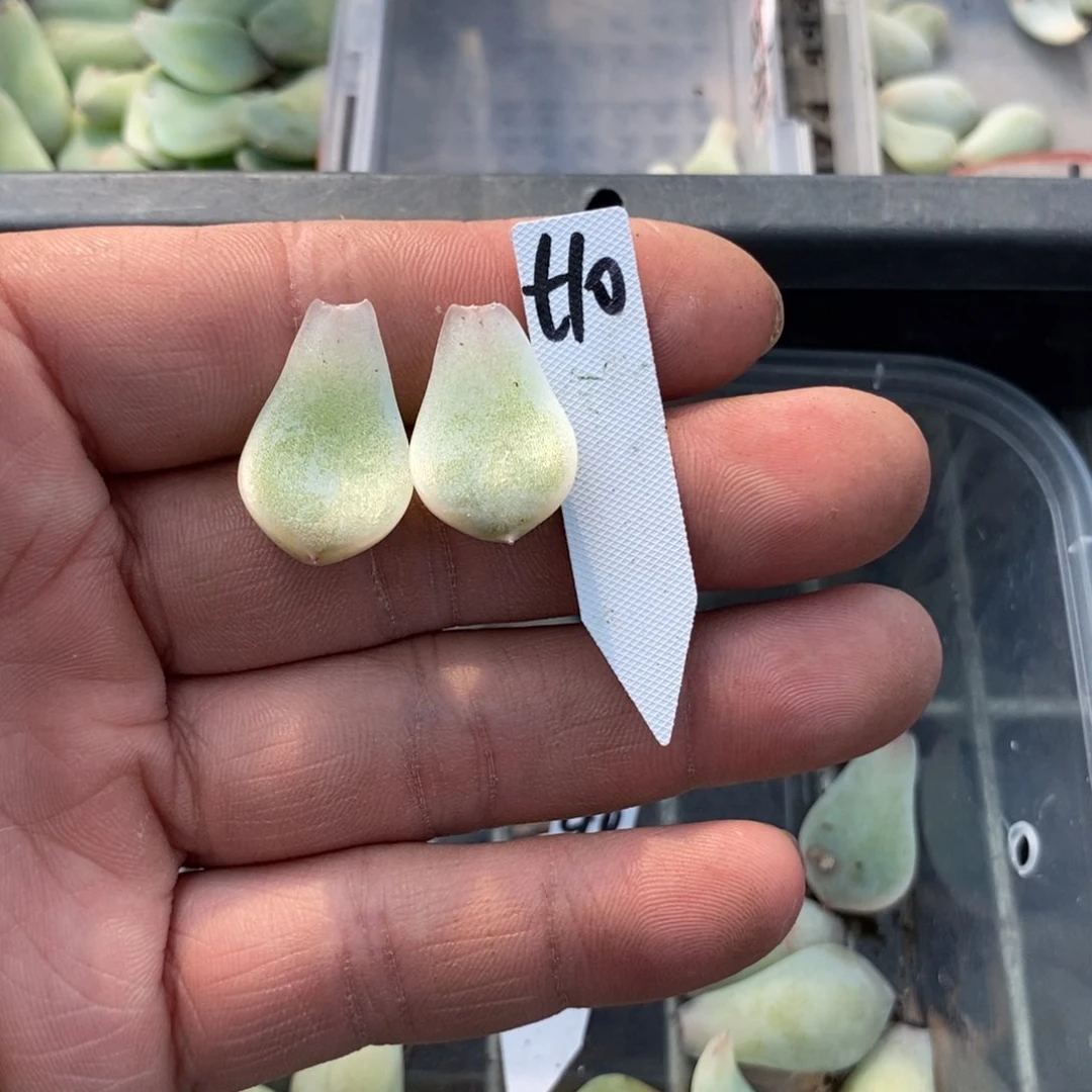 纯叶片甜心t10一片