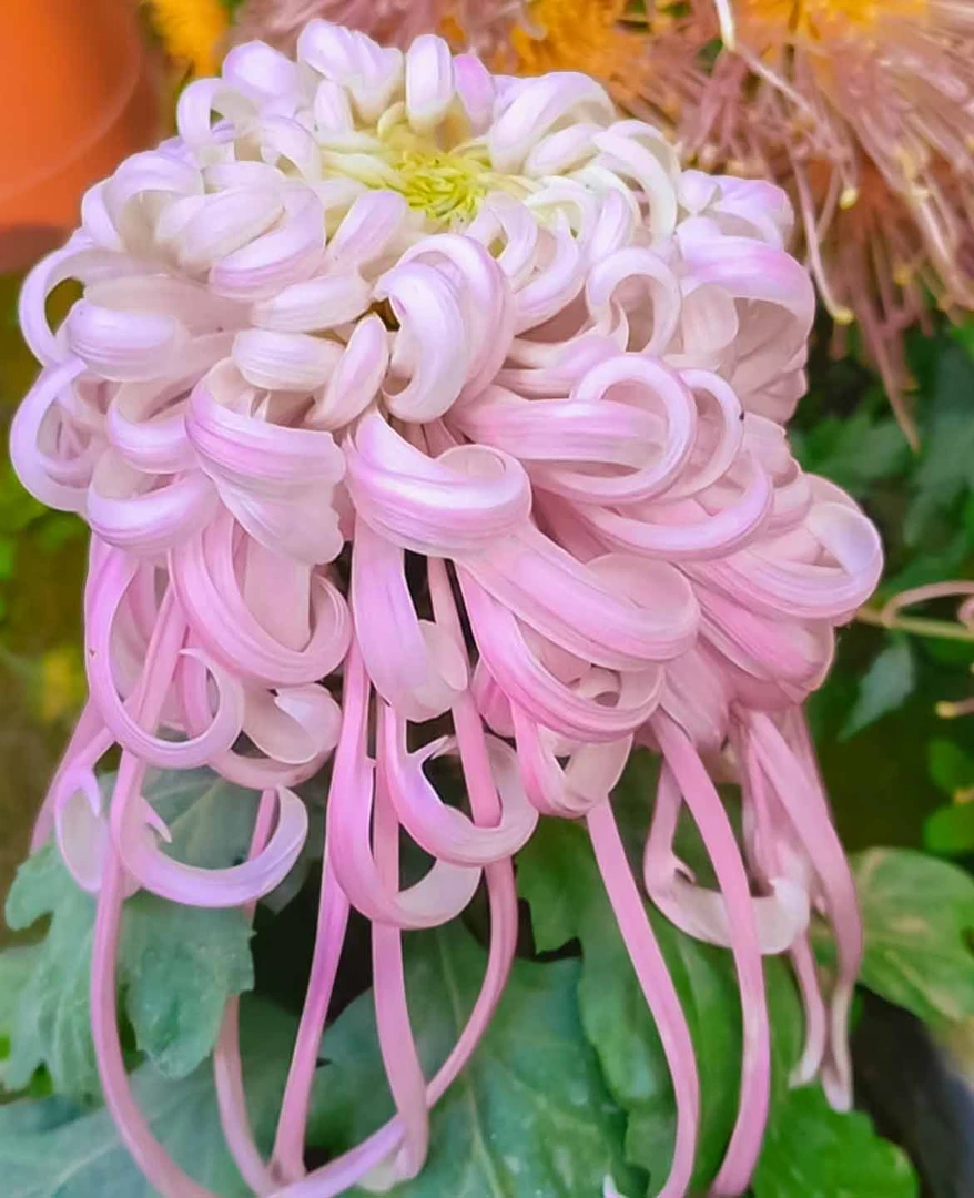 【盘龙嫦娥菊花】九月菊大花盆栽新手
