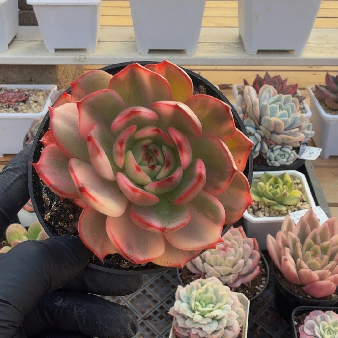 1214-41弗朗明戈锦