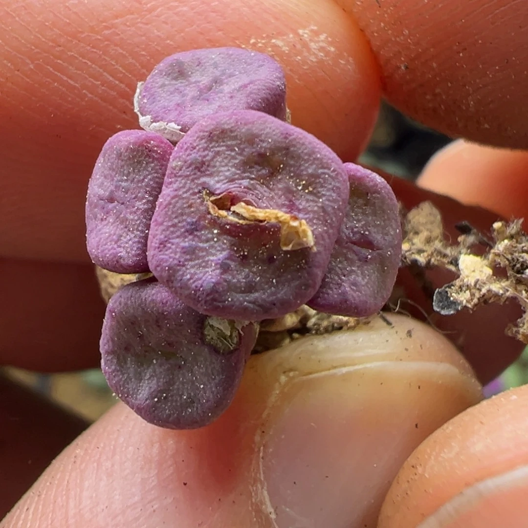 8-184肉锥多肉植物
