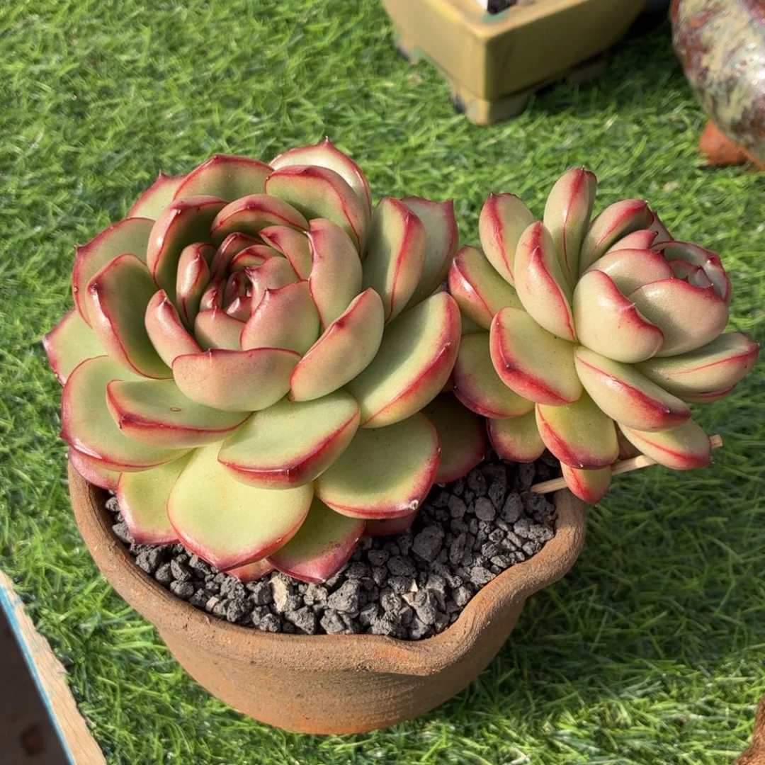 多肉植物 万宝龙-4