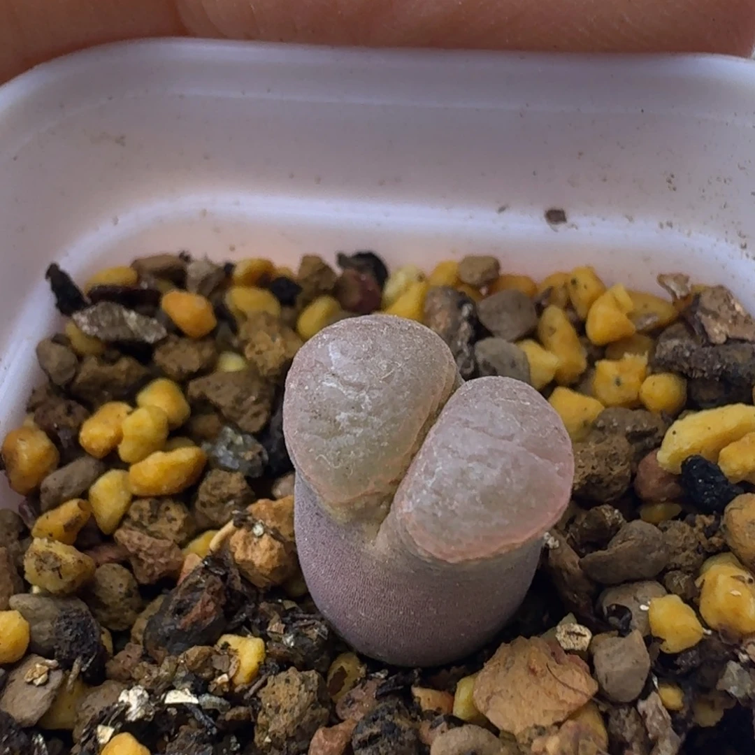44号单头风铃一物一拍