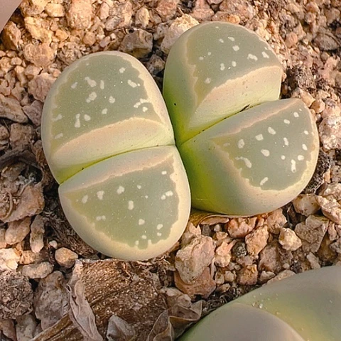 【闪购商品】25779