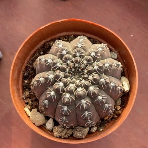 6****古大白刺瑞昌玉7仙人球