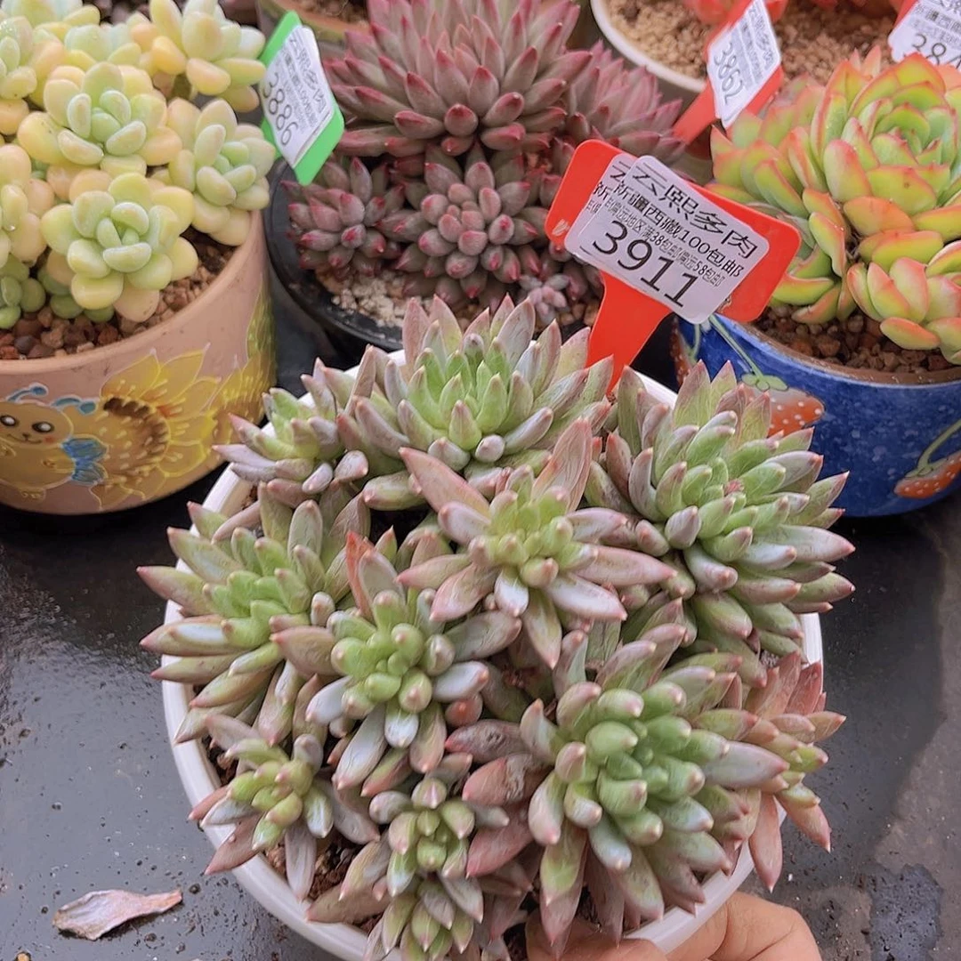 3911炫彩星多肉植物