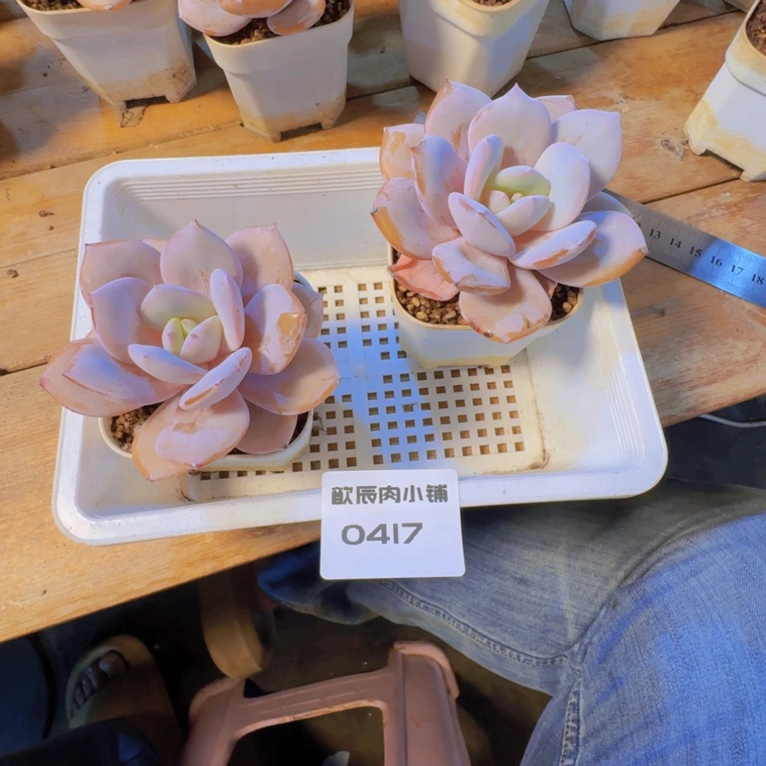 夕****多肉植物奶茶双头0417