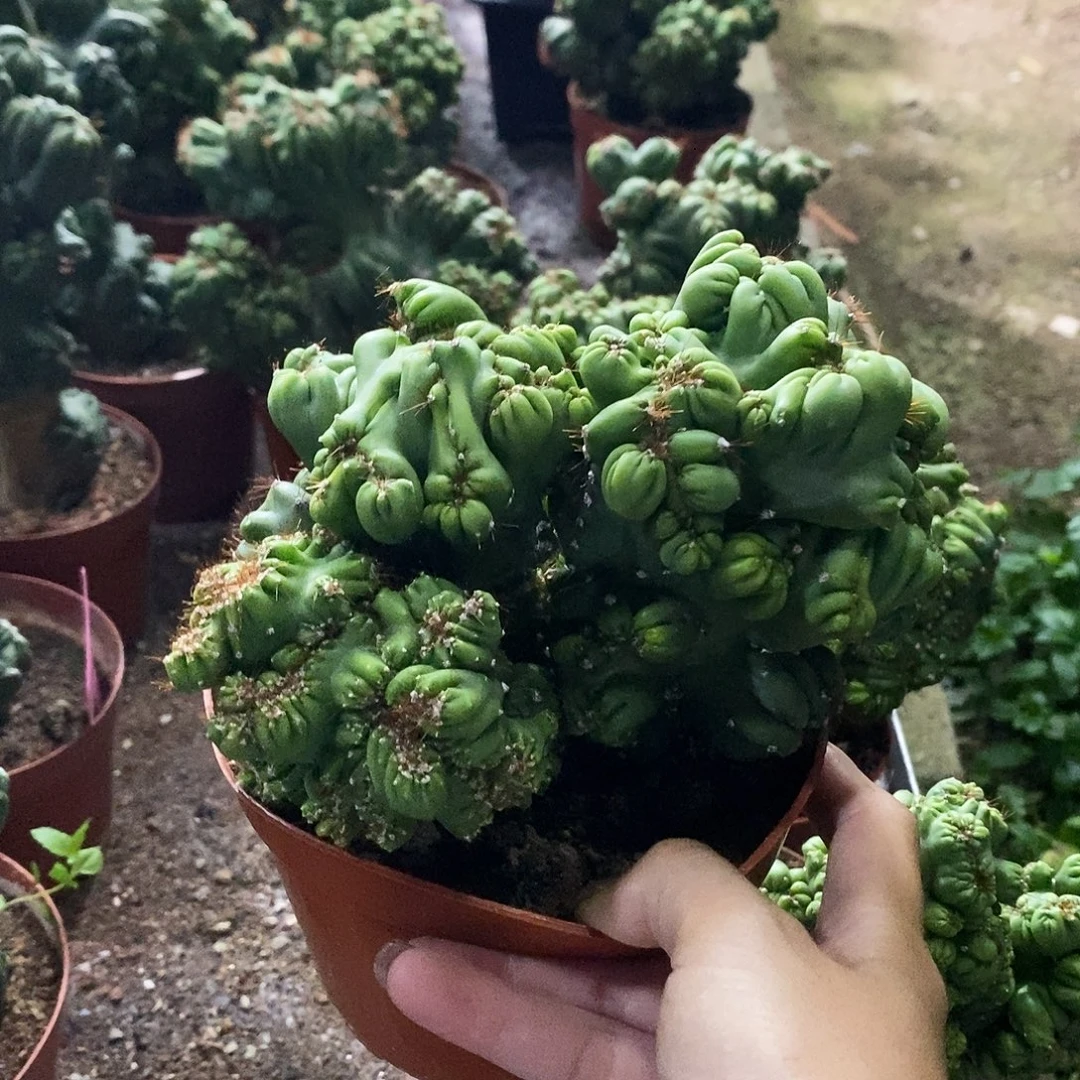 中***义花花草草花花草草