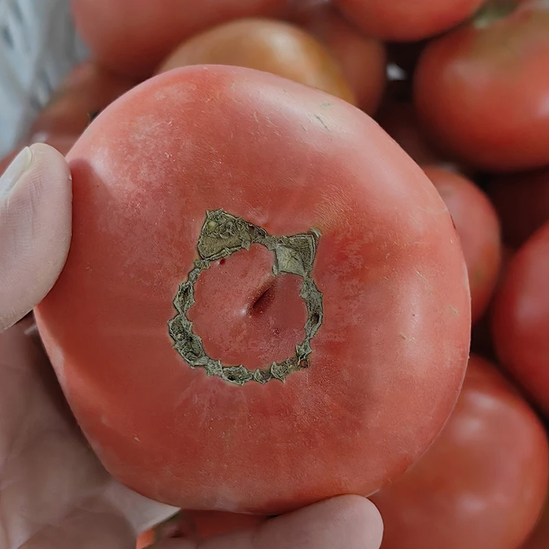 戈壁印记——有机新鲜西红柿5斤装