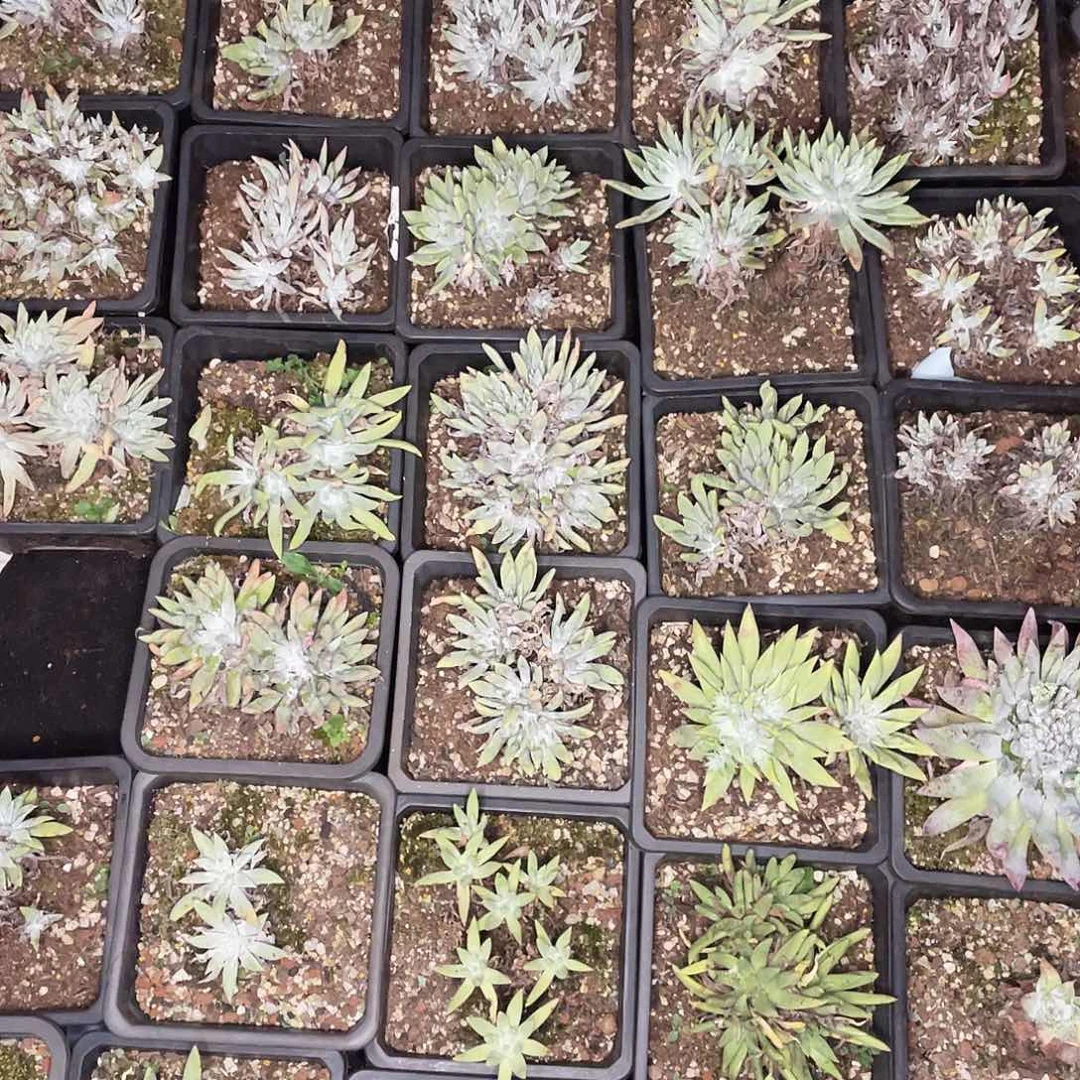 仙女杯随机老桩量拍