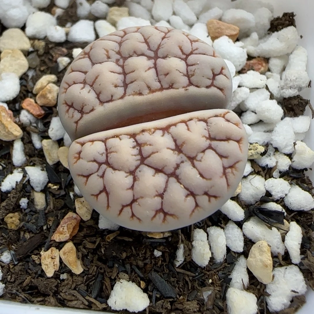 ****散曲终人散生石花大棚直播