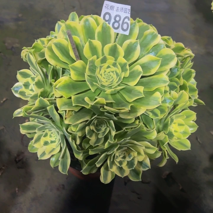 绿豆沙98600000000