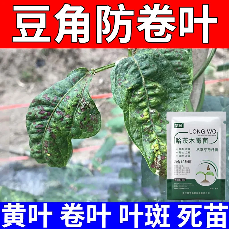 豆角卷叶皱缩专用微生物菌剂小叶起皱黄叶叶斑死苗急救水溶叶面肥