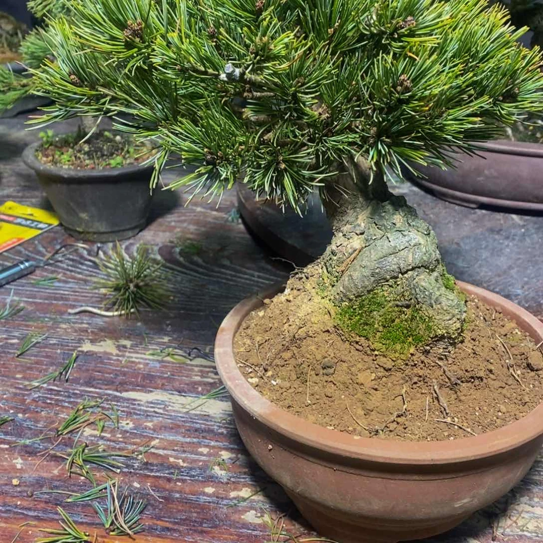 【闪购商品】五针松盆景巫*