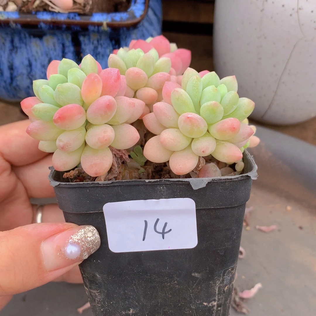 无花朵多肉植物 14