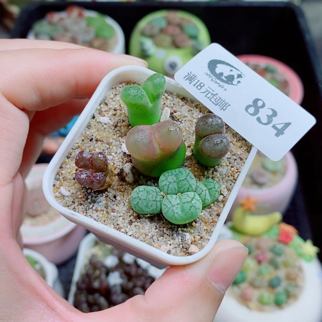 生石花花花花花834