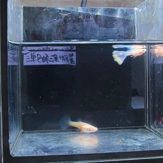 孔雀鱼拉珠丽白子一对