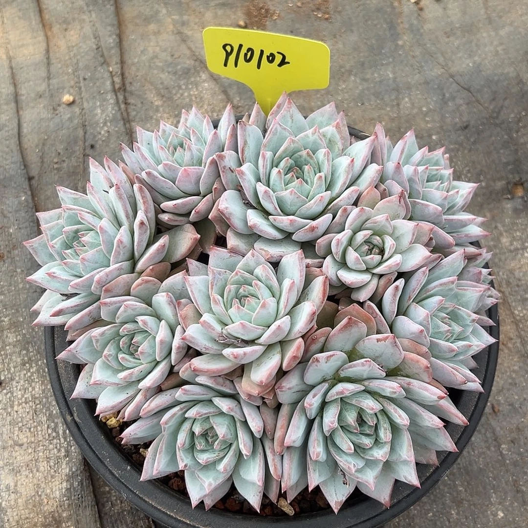 910102 粉蓝鸟群生有砍11头平头群