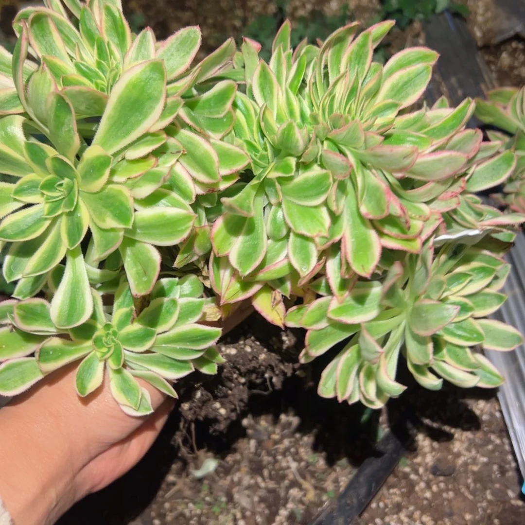 蓝*637 号多肉植物法师新年福利