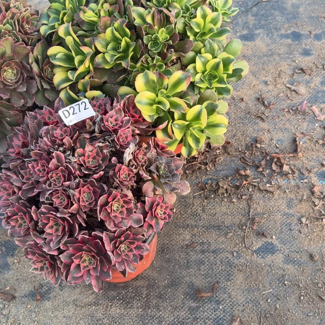 x***y272三颗组合多肉植物法师多肉