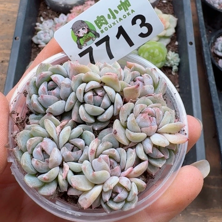 多肉植物多肉植物