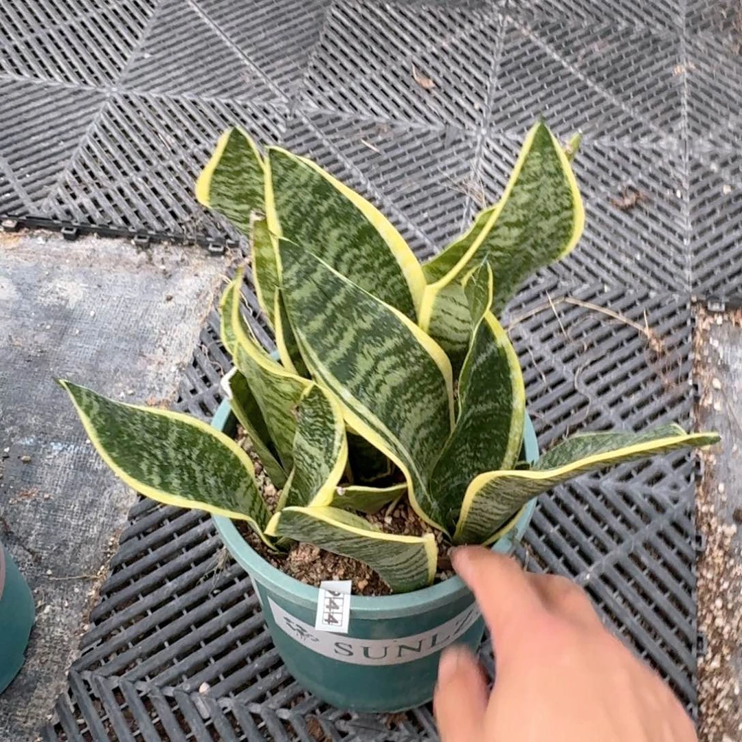 944金边龙舌兰脱土发货一盆随机有疤特价