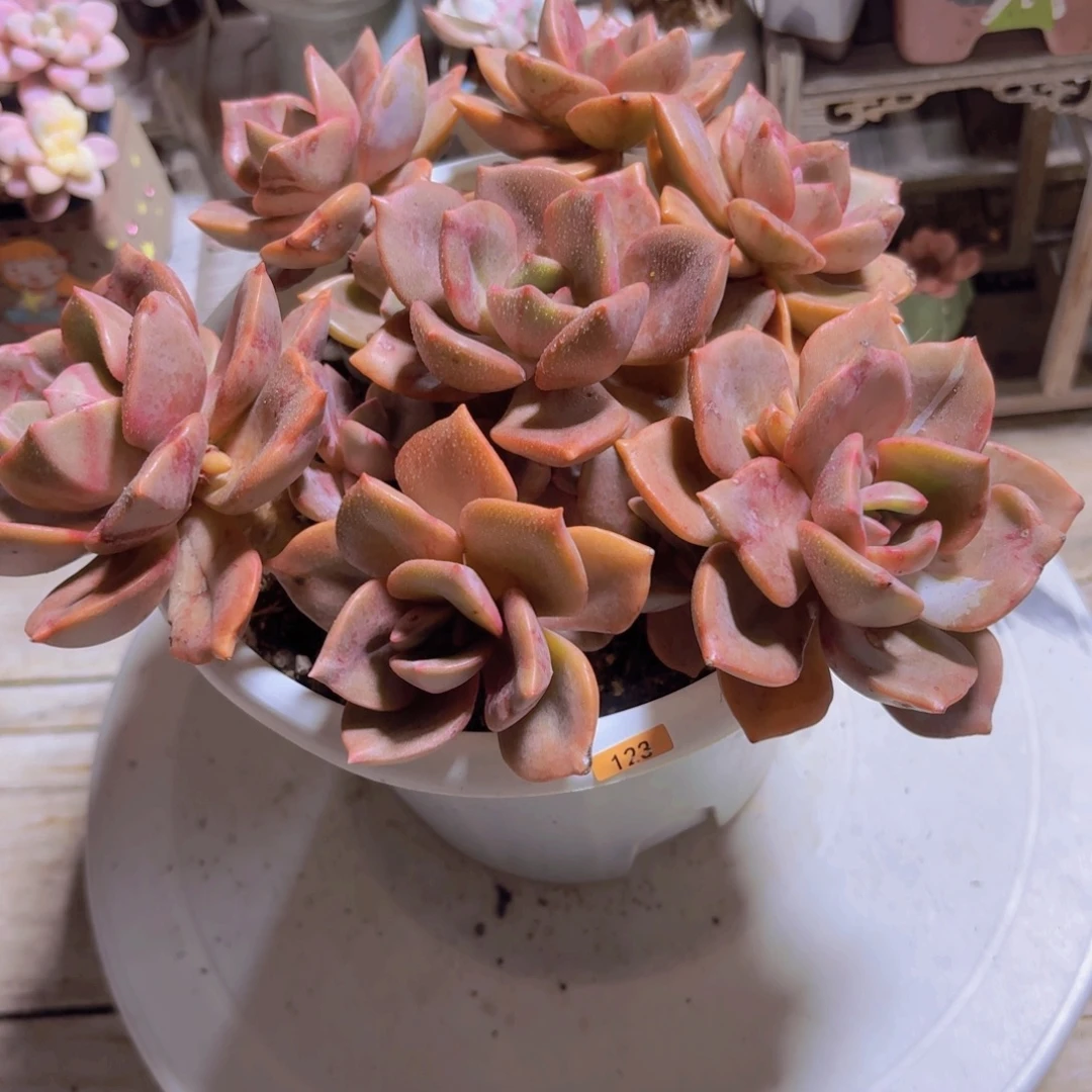 一物一拍编号123