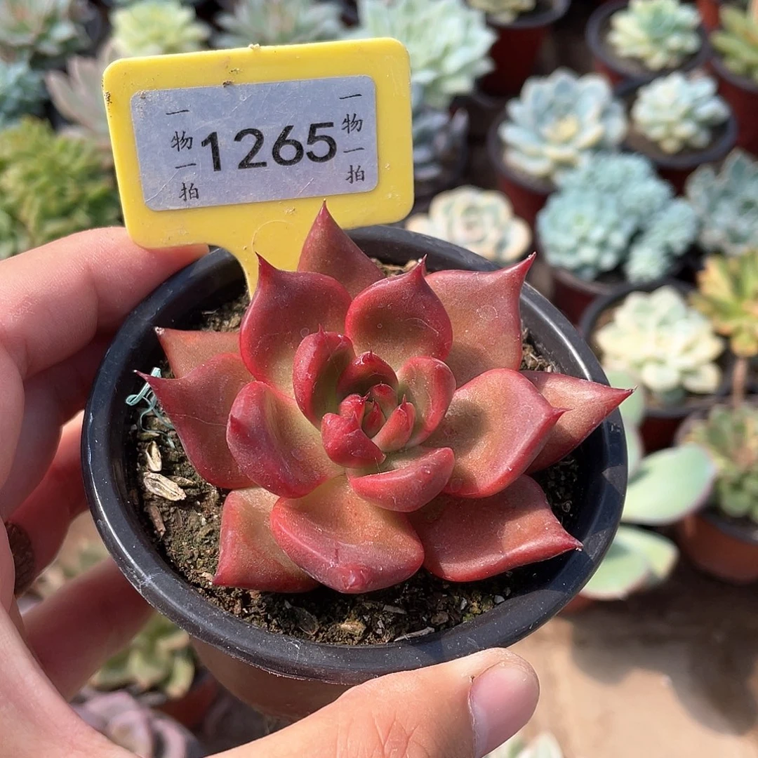 &***白1265号多肉植物盆栽