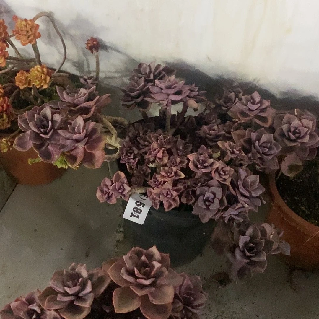 其*581彩虹糖多肉植物