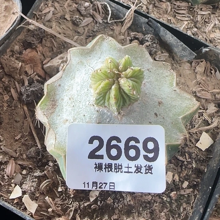 2669号草球嫁接老花龙